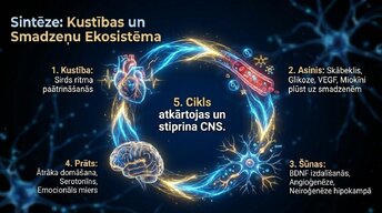 Презентация 'Kā fiziskās aktivitātes aizsargā smadzeņu veselību', 12.