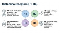 Презентация 'Histamīns', 18.