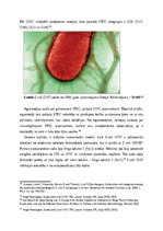 Реферат 'Aļģu antibakteriālie metabolīti kā patogēno E.coli celmu noārdītāji', 17.
