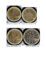 Реферат 'Aļģu antibakteriālie metabolīti kā patogēno E.coli celmu noārdītāji', 29.