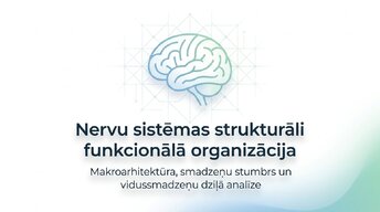 Презентация 'Smadzeņu stumbrs un vidussmadzeņu dziļā analīze', 1.