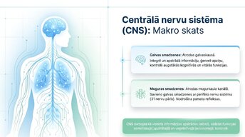 Презентация 'Smadzeņu stumbrs un vidussmadzeņu dziļā analīze', 2.