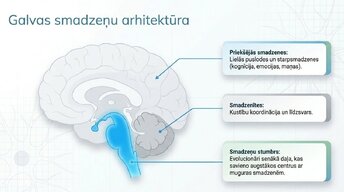 Презентация 'Smadzeņu stumbrs un vidussmadzeņu dziļā analīze', 5.