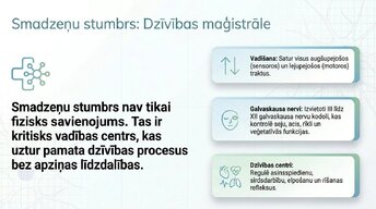 Презентация 'Smadzeņu stumbrs un vidussmadzeņu dziļā analīze', 6.