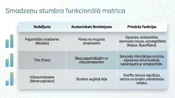 Презентация 'Smadzeņu stumbrs un vidussmadzeņu dziļā analīze', 7.