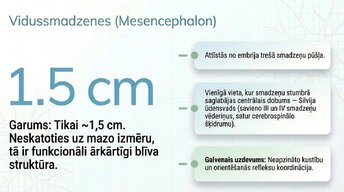 Презентация 'Smadzeņu stumbrs un vidussmadzeņu dziļā analīze', 8.