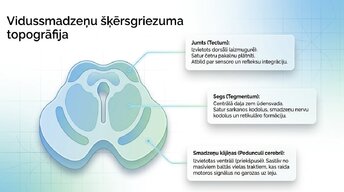 Презентация 'Smadzeņu stumbrs un vidussmadzeņu dziļā analīze', 9.