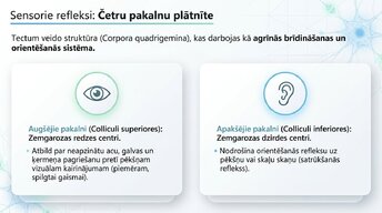 Презентация 'Smadzeņu stumbrs un vidussmadzeņu dziļā analīze', 10.