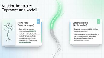 Презентация 'Smadzeņu stumbrs un vidussmadzeņu dziļā analīze', 11.
