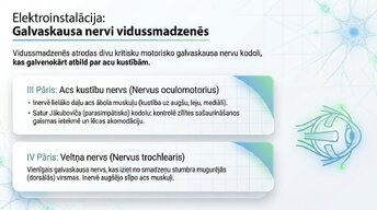 Презентация 'Smadzeņu stumbrs un vidussmadzeņu dziļā analīze', 12.