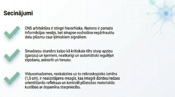 Презентация 'Smadzeņu stumbrs un vidussmadzeņu dziļā analīze', 14.