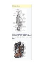 Конспект 'Saules pinums un kjejotājnervs', 6.