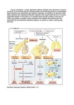 Реферат 'Plaušu alveolu starpsienu atrofija', 14.