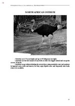 Э-книга 'Тайный остров', 377.