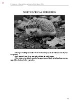 Э-книга 'Тайный остров', 382.