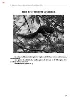 Э-книга 'Тайный остров', 493.