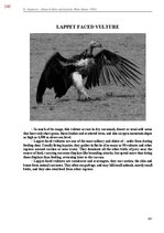 Э-книга 'Тайный остров', 606.