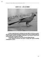 Э-книга 'Тайный остров', 611.