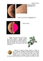 Конспект 'Venēra, Merkūrs, Sedna', 3.