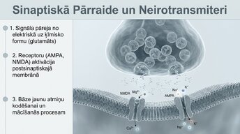 Презентация 'Neirobioloģija: miegs, atmiņa un sinaptiskā plasticitāte', 5.