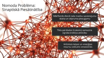 Презентация 'Neirobioloģija: miegs, atmiņa un sinaptiskā plasticitāte', 7.