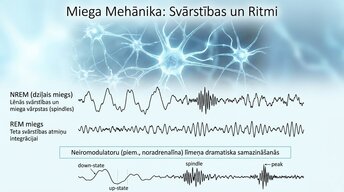 Презентация 'Neirobioloģija: miegs, atmiņa un sinaptiskā plasticitāte', 8.
