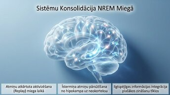 Презентация 'Neirobioloģija: miegs, atmiņa un sinaptiskā plasticitāte', 10.