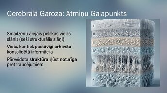 Презентация 'Neirobioloģija: miegs, atmiņa un sinaptiskā plasticitāte', 11.