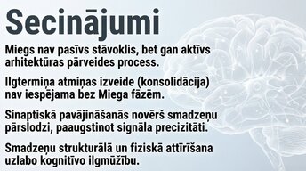 Презентация 'Neirobioloģija: miegs, atmiņa un sinaptiskā plasticitāte', 14.