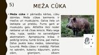 Презентация 'Meža ekosistēma', 9.