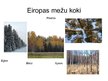 Презентация 'Eiropas jauktie koku meži', 7.