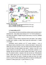 Дипломная 'CpG oligonukleotīdu pakošana hepatīta C vīrusa nestrukturālā proteīna trīs epito', 14.