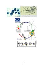 Конспект 'Medicīniskā parazitoloģija', 11.