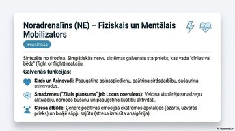Презентация 'Smadzeņu ķīmiskā arhitektūra', 6.