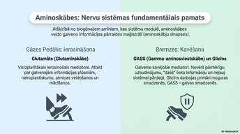Презентация 'Smadzeņu ķīmiskā arhitektūra', 9.