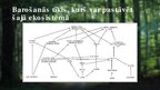 Презентация 'Platlapju mežu ekosistēma', 13.