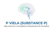 Презентация 'P viela kā neiromediators un neiropeptīds', 1.