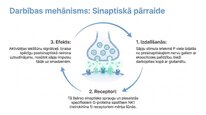 Презентация 'P viela kā neiromediators un neiropeptīds', 5.