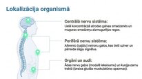 Презентация 'P viela kā neiromediators un neiropeptīds', 7.