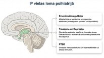Презентация 'P viela kā neiromediators un neiropeptīds', 14.