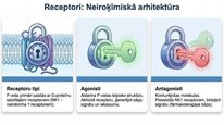 Презентация 'P viela kā neiromediators un neiropeptīds', 17.