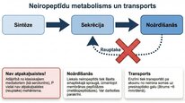 Презентация 'P viela kā neiromediators un neiropeptīds', 18.