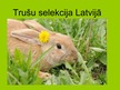 Презентация 'Trušu selekcija Latvijā', 1.