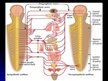 Презентация 'Cilvēka nervu sistēma un tās slimības', 4.