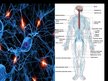 Презентация 'Cilvēka nervu sistēma un tās slimības', 25.