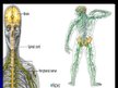 Презентация 'Cilvēka nervu sistēma un tās slimības', 27.