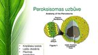 Презентация 'Peroksisomas - bioloģija', 5.