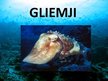 Презентация 'Gliemji', 1.