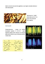 Реферат 'Pētnieciskais darbs pārtikas ķīmijā. Āboli un banāni', 18.