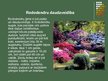 Презентация 'Rododendri', 4.
